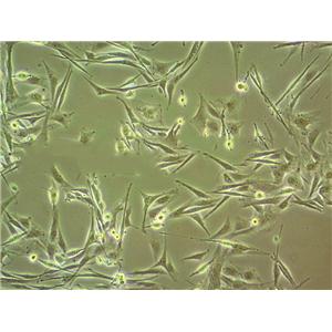 HFF-1 cell line人包皮成纤维细胞系