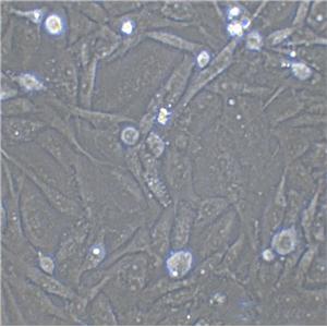 NOR-10 cell line小鼠骨骼肌成纤维细胞系,NOR-10 cell line