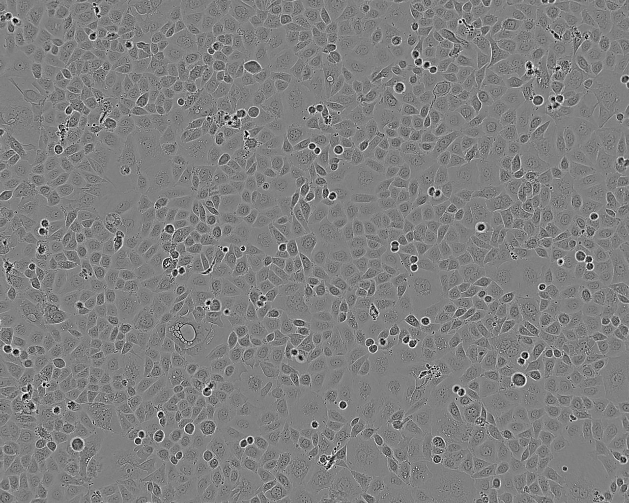 COS-7 SV40转化的非洲绿猴肾细胞系,COS-7