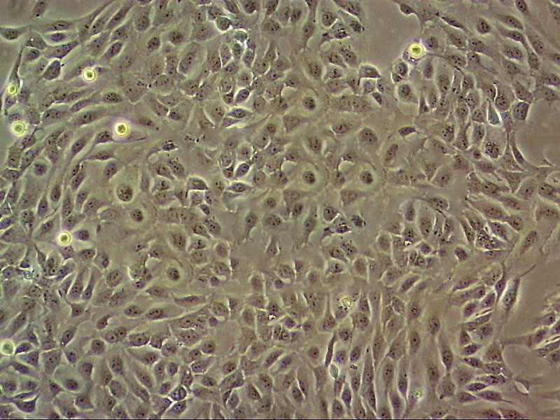 HuP-T3 人胰腺癌细胞系,HuP-T3