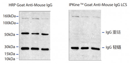 IPKine小鼠抗兔IgG輕鏈二抗,IPKine? HRP, Mouse Anti-Rabbit IgG LCS