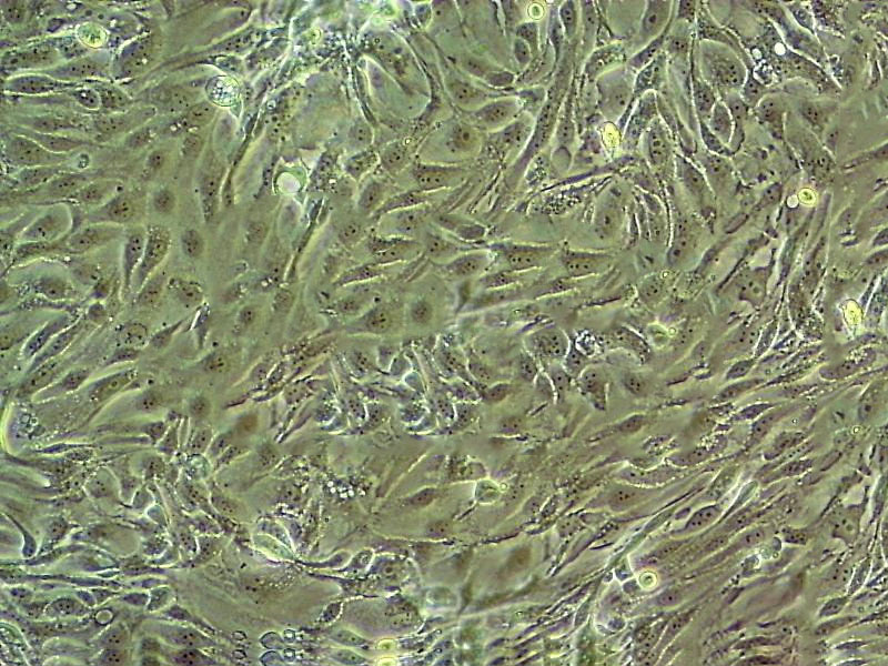 Hepa 1-6 小鼠肝癌细胞系,Hepa 1-6