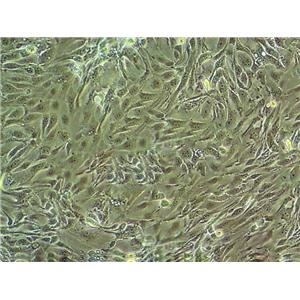 Hepa 1-6 小鼠肝癌细胞系