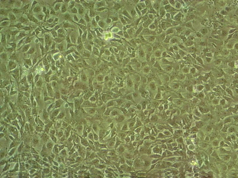 RT4-D6P2T 大鼠神经许旺细胞系,RT4-D6P2T
