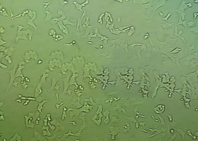 LA-4 [Mouse lung adenoma] 小鼠肺癌細(xì)胞系,LA-4 [Mouse lung adenoma]