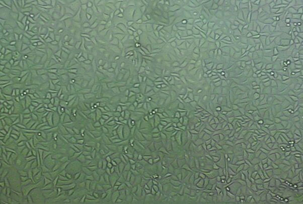 SVG p12 人星形胶质细胞系,SVG p12