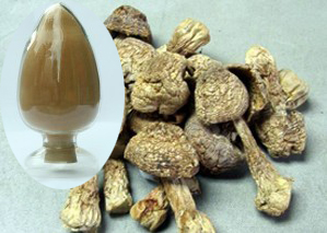 姬松茸多糖,Agaricus blazei Extract