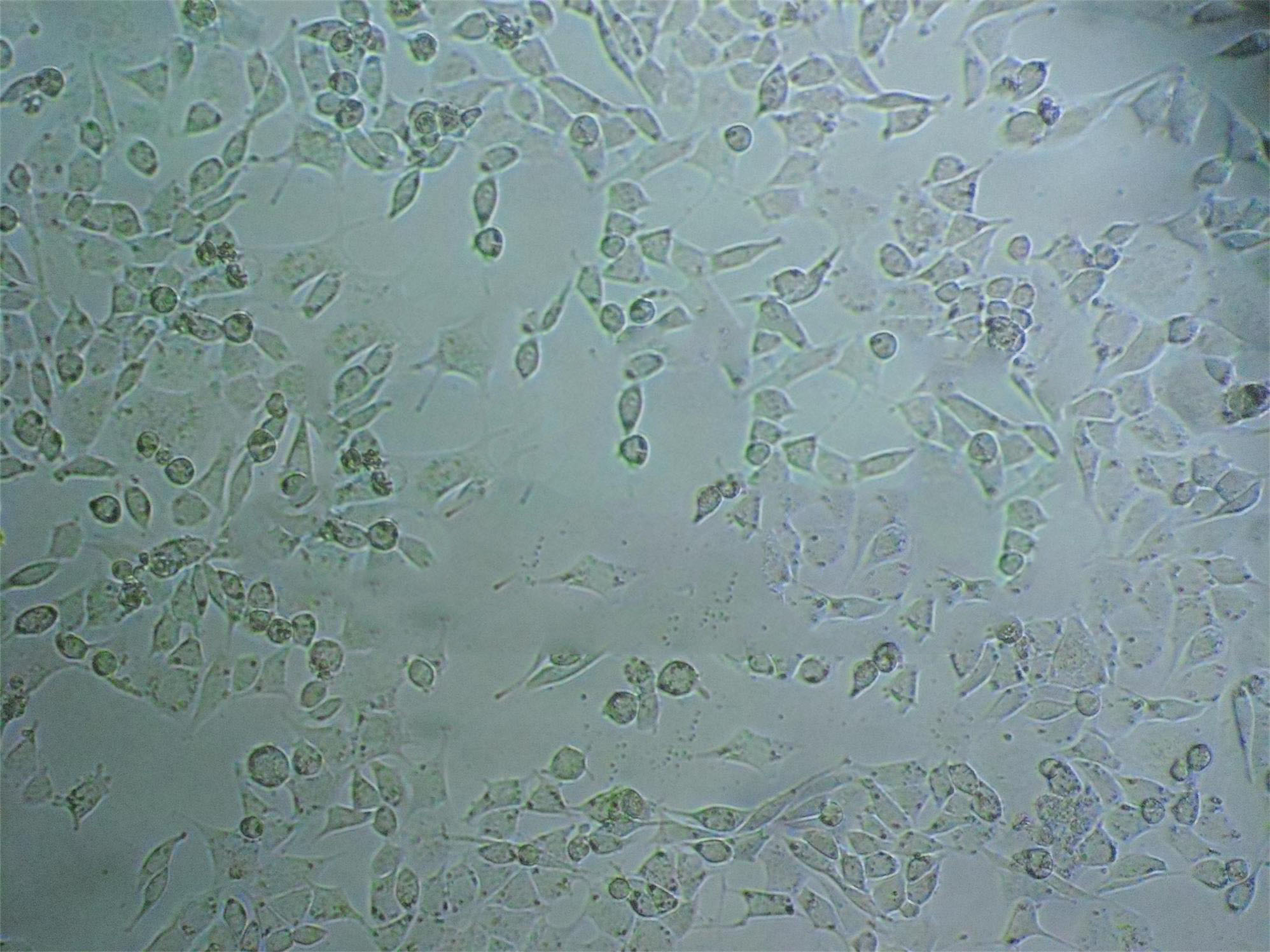 Rh30 人横纹肌肉瘤细胞系,Rh30