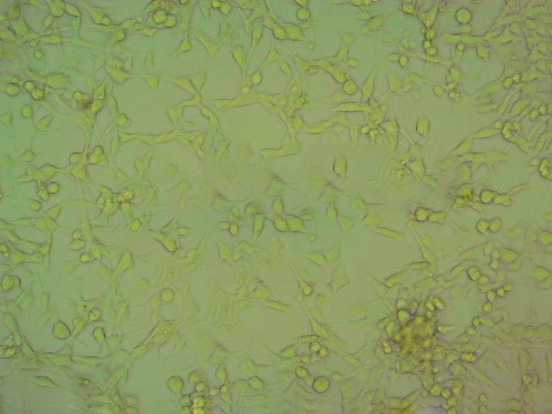 AMJ2-C8 小鼠巨噬細胞系,AMJ2-C8