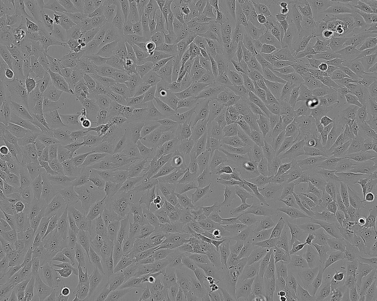 HFF-1 人包皮成纤维细胞系,HFF-1