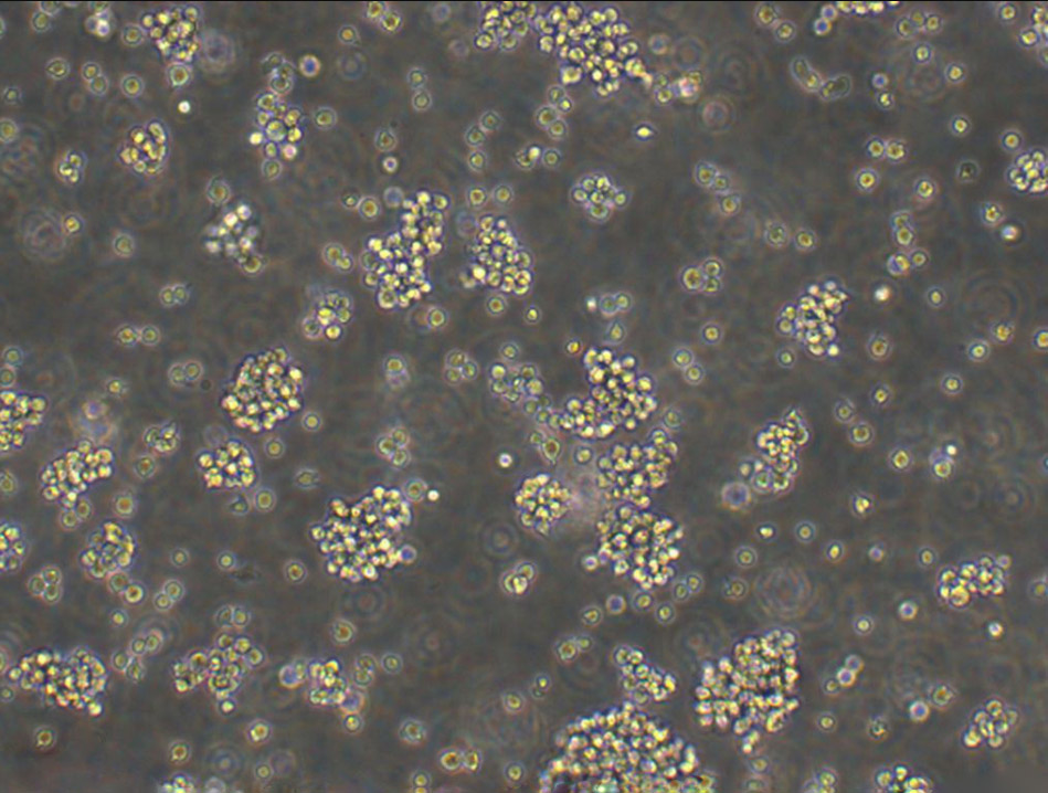 Nb2-11 大鼠淋巴瘤细胞系,Nb2-11