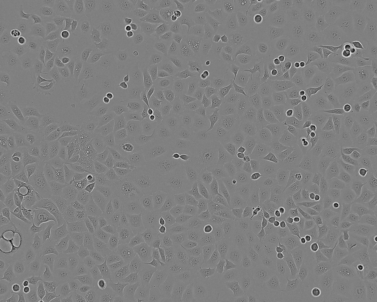 SW480细胞：人结肠癌细胞系,SW480