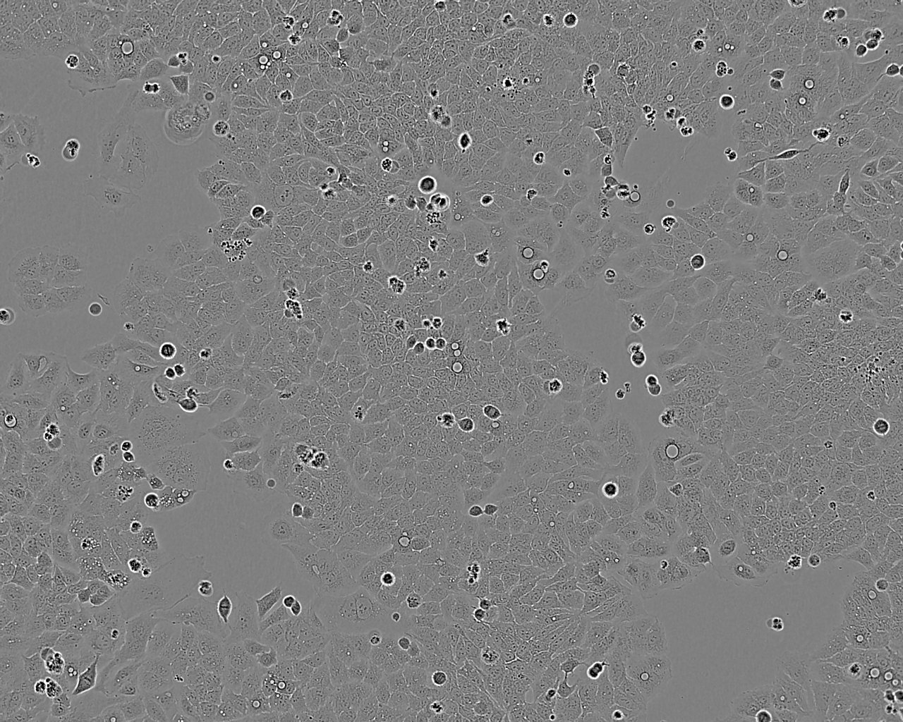 HT-29细胞：人结肠癌细胞系,HT-29