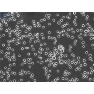 L1210 小鼠淋巴细胞白血病细胞系