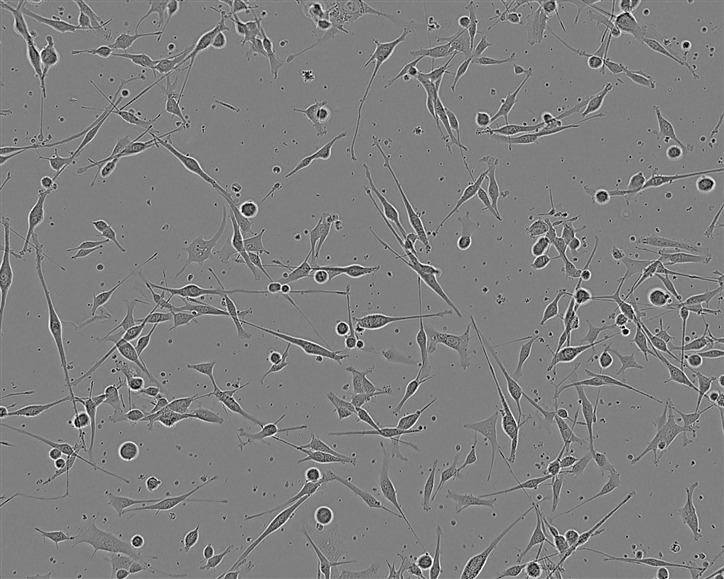 GP2-293细胞：人胚肾上皮包装细胞系,GP2-293