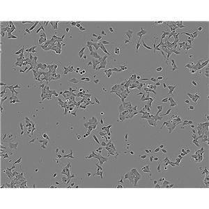 AR42J细胞：大鼠胰腺外分泌腺肿瘤细胞系