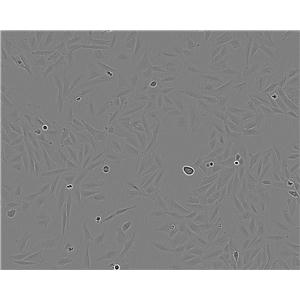 M059J细胞：人脑神经胶质瘤细胞系