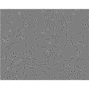 UMNSAH/DF-1细胞：鸡胚胎成纤维细胞系
