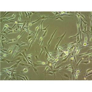 PT-K75细胞：猪鼻甲黏膜成纤维细胞系