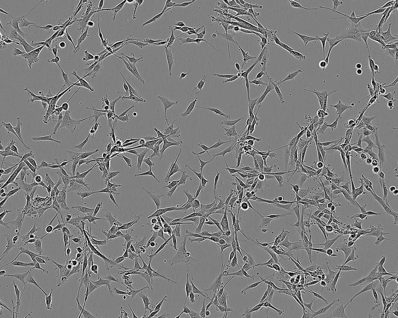 Rat1细胞：大鼠成纤维细胞系,Rat1