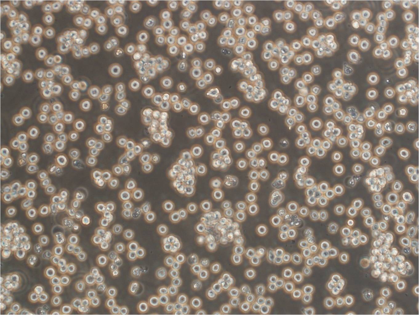 C1498细胞：小鼠白血病细胞系,C1498