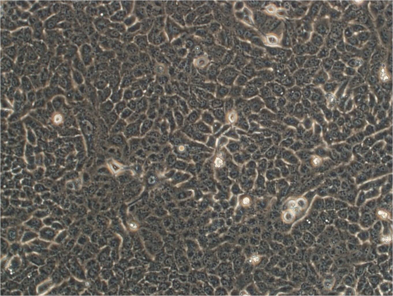Sol8 cell line小鼠骨骼肌肌肉母细胞系,Sol8 cell line