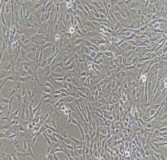 口腔黏膜上皮细胞,Oral Mucosal Epithelial Cells