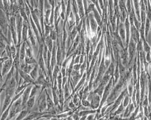 人小肠粘膜上皮细胞,Small Intestinal Mucosal Epithelial Cells