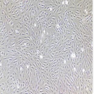 人结肠粘膜上皮细胞,Colonic Mucosal Epithelial Cells