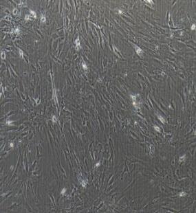 人脑神经胶质细胞,Human Cranial Glial Cells