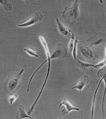 人小胶质细胞,Human microglia cells