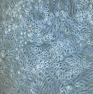 大鼠气管上皮细胞,Rat Tracheal Epithelial Cells