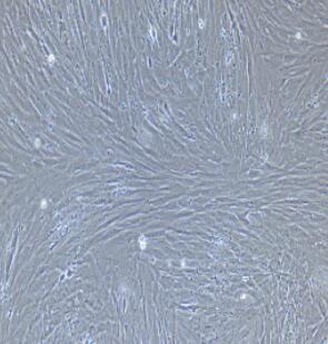 大鼠支气管平滑肌细胞,Rat Bronchial Smooth Muscle Cells