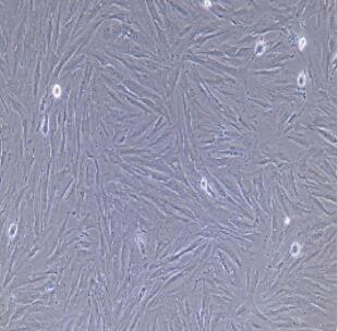 大鼠肺成纤维细胞,Rat Pulmonary Fibroblast Cells