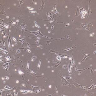 大鼠心肌细胞,Rat Cardiac Muscle Cells