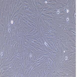 大鼠主動脈外膜成纖維細胞,Rat Aortic Adventitial Fibroblasts Cells