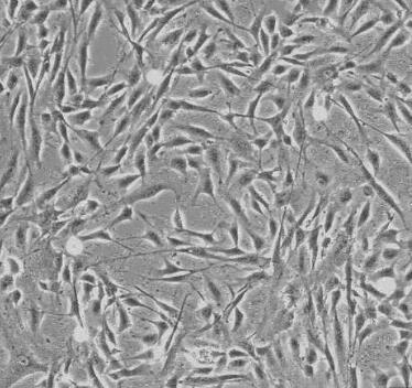 大鼠胆囊上皮细胞,Gallbladder Epithelial Cells