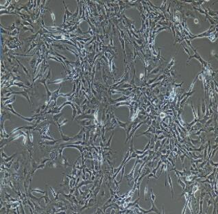 大鼠颈动脉内皮细胞,Rat Carotid Artery Endothelial Cells