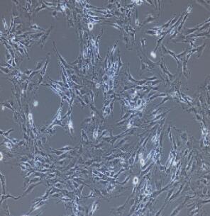 大鼠腹腔主動脈內(nèi)皮細(xì)胞,Rat Abdominal Aorta Endothelial Cells