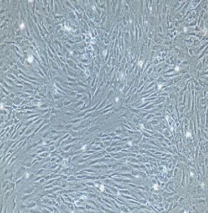 大鼠股动脉内皮细胞,Rat Femoral Artery Endothelial Cells