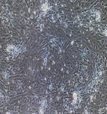 大鼠食管上皮细胞,Rat Esophageal Epithelial Cells