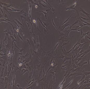 大鼠食管平滑肌细胞,Rat Esophageal Smooth Muscle Cells