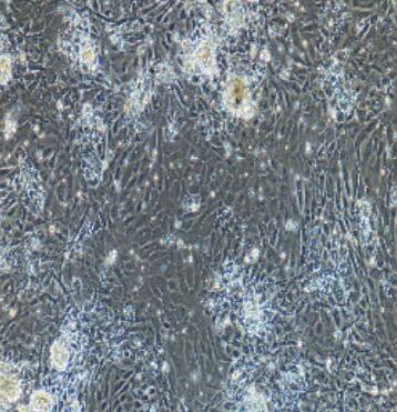 大鼠胃黏膜上皮細(xì)胞,Rat Gastric Epithelial Cells