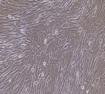 大鼠小肠平滑肌细胞,Rat Small Intestinal Smooth Muscle Cells