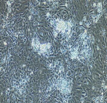 大鼠结肠粘膜上皮细胞,Rat Colonic Mucosal Epithelial Cells