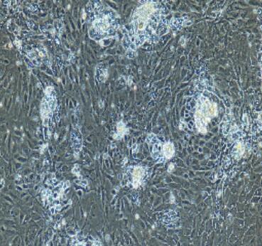 大鼠肝外膽管上皮細胞,Rat Extrahepatic Bile Duct Epithelial Cells