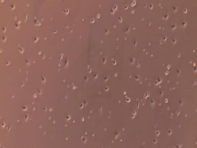 大鼠肝实质细胞,Rat Hepatic Parenchymal Cells