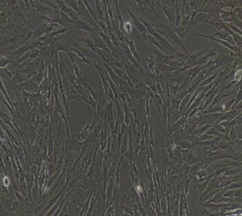 大鼠肝星状细胞,Rat Hepatic Stellate Cells