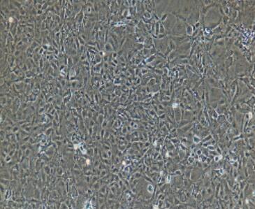 大鼠肝窦内皮细胞,Rat Liver Sinusoidal Endothelial Cells