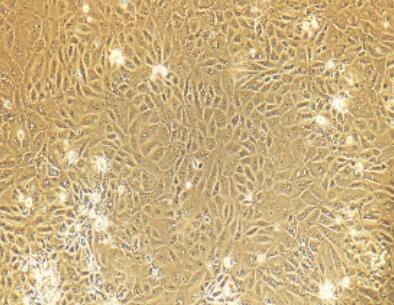 大鼠肾小管上皮细胞,Rat Renal Tubular Epithelial Cells